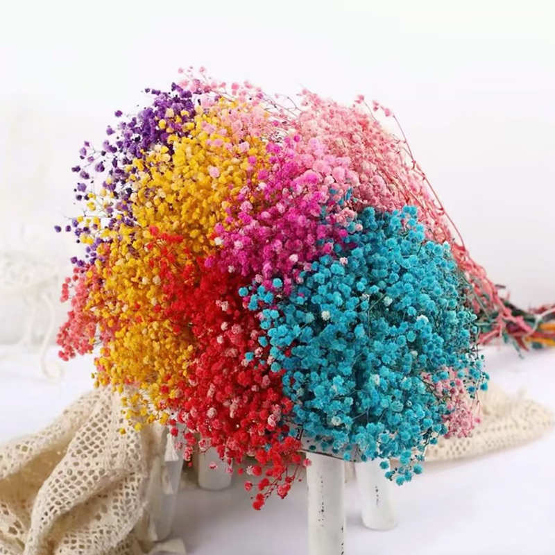 满天星 Baby's Breath